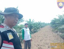 Bripka Bambang. S, Melakukan Perawatan Tanaman Jagung di Lahan PT Sawit Sari Mandiri