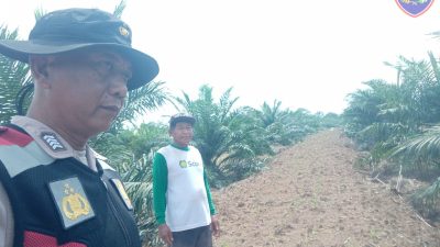 Bripka Bambang. S, Melakukan Perawatan Tanaman Jagung di Lahan PT Sawit Sari Mandiri