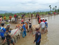 Pacu Jawi di Sungai Tarab Sawah Jadi Panggung Dunia, Lumpur Jadi Souvenir Wisatawan