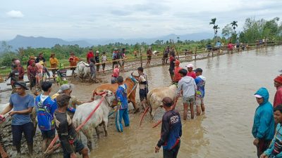 Pacu Jawi di Sungai Tarab Sawah Jadi Panggung Dunia, Lumpur Jadi Souvenir Wisatawan
