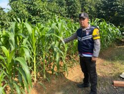 Polsek Rambutan Pantau Langsung Penanaman Jagung Serentak Kuartal III di Banyuasin