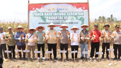 Polres Banyuasin Laksanakan panen Jagung serentak kuartal III untuk mendukung Swasembada pangan 2025