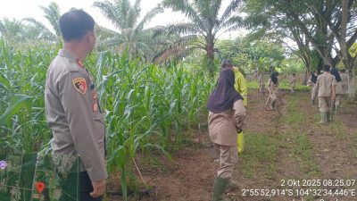 Polsek Pangkalan Balai Monitor Perkembangan Tanaman Jagung di SMK PP Sembawa Dukung Ketahanan Pangan