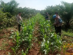 Polsek Talang Kelapa Pantau Langsung Lahan Jagung Demi Dukung Ketahanan Pangan