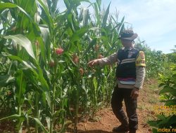 Polsek Talang Kelapa Pantau Langsung Perkembangan Lahan Jagung Demi Ketahanan Pangan