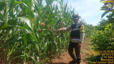 Polsek Talang Kelapa Pantau Langsung Perkembangan Lahan Jagung Demi Ketahanan Pangan