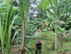 Bhabinkamtibmas Polsek Rantau Bayur Gerakkan Masyarakat Dukung Program P2B dan Swasembada Pangan