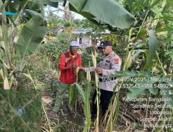 Bhabinkamtibmas Polsek Pulau Rimau Gerakkan Masyarakat Dukung Program Swasembada Pangan Presiden