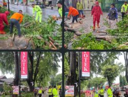 Sebuah pohon berukuran cukup besar tumbang menutup ruas Jalan Lingkar Utara Kudus