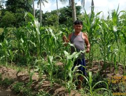 Bhabinkamtibmas Polsek Talang Kelapa Gerakkan Masyarakat Dukung Program P2B Dan Swasembada Pangan Nasional