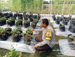 Bhabinkamtibmas Talang Kelapa Gerakkan Masyarakat Dukung Program P2B dan Swasembada Pangan Nasional