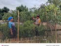 Bhabinkamtibmas Polsek Tanjung Lago Sosialisasikan Program Pekarangan Pangan Bergizi di Desa Telang Sari