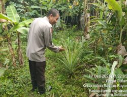 Bhabinkamtibmas Polsek Rantau Bayur Gelorakan Program P2B Dukung Swasembada Pangan di Desa Tebing Abang