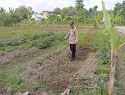 Bhabinkamtibmas Polsek Talang Kelapa Gerakkan Masyarakat Sukajadi Timur Dukung Swasembada Pangan