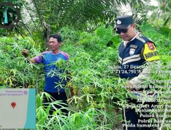 Bhabinkamtibmas Polsek Sungsang Galakkan Program P2B untuk Dukung Swasembada Pangan Nasional