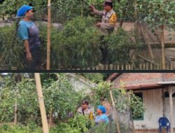 Bhabinkamtibmas Polsek Tanjung Lago Gelar Himbauan Dukung Swasembada Pangan