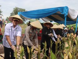 Polres Garut Panen Raya Jagung Bersama Forkopimda, Wujud Nyata Dukung Swasembada Pangan