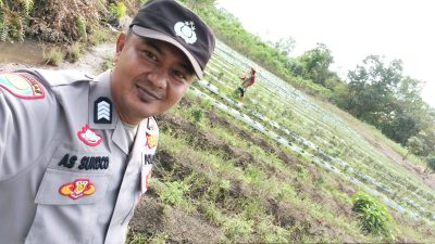 Bhabinkamtibmas Polsek Makarti Jaya Tinjau Lahan Cabai Warga dalam Program P2B