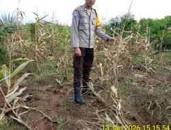 Polsek Talang Kelapa Awasi dan Rawat Lahan Jagung untuk Dukung Ketahanan Pangan