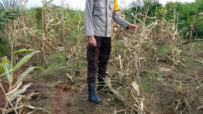 Polsek Talang Kelapa Awasi dan Rawat Lahan Jagung untuk Dukung Ketahanan Pangan