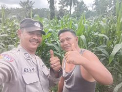 Polsek Pulau Rimau Pantau Langsung Perkembangan Tanaman Jagung Binaan untuk Dukung Ketahanan Pangan