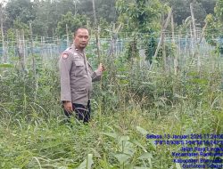 Bhabinkamtibmas Polsek Rambutan Dampingi Warga Rawat Tanaman Cabai untuk Ketahanan Pangan