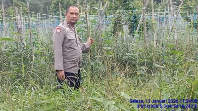 Bhabinkamtibmas Polsek Rambutan Dampingi Warga Rawat Tanaman Cabai untuk Ketahanan Pangan