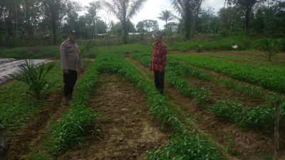Dari Pekarangan Rumah, Bhabinkamtibmas Tungkal Ilir Gerakkan Warga Dukung Swasembada Pangan