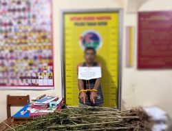 Petani Rao-Rao Diciduk Polisi, 42 Batang Ganja Ditemukan di Ladang Keluarga
