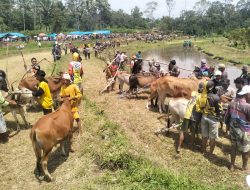Alek Nagari Parambahan Sawah Batu Togak–Sawah Stoluak Warisan Budaya Pacu Jawi Terus Dijaga, Bupati Tanah Datar Tekankan Pelestarian Adat dan Pariwisata