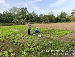Bhabinkamtibmas Polsek Makarti Jaya Ajak Warga Kembangkan Tanaman Kacang Tanah untuk Perkuat Swasembada Pangan