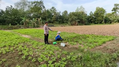 Bhabinkamtibmas Polsek Makarti Jaya Ajak Warga Kembangkan Tanaman Kacang Tanah untuk Perkuat Swasembada Pangan