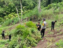 Penemuan Ladang Ganja 3 Hektar di Kabupaten Empat Lawang,8 Karung Siap Edar di amankan