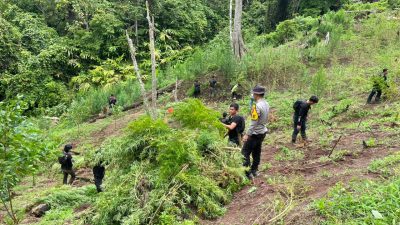 Penemuan Ladang Ganja 3 Hektar di Kabupaten Empat Lawang,8 Karung Siap Edar di amankan