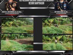 Bhabinkamtibmas Polsek Talang Kelapa Tinjau Lahan Ubi Rambat Warga, Perkuat Program P2B