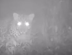 Puluhan Kamera Trap Dipasang Pantau Macan Tutul Di Gunung Lawu