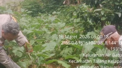 Bhabinkamtibmas Talang Kelapa Gencarkan Program Swasembada Pangan di Kelurahan Air Batu