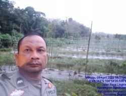 Bhabinkamtibmas Polsek Rambutan Aktif Rawat Tanaman Cabai untuk Dukung Ketahanan Pangan