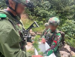 Satgas TNI-Polri Temukan Ladang Ganja di Papua