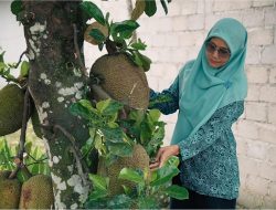 Kebun Nangka di Halaman Berubah Jadi Cuan