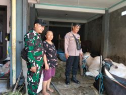 Jelang Hari Raya Idul Adha 1447 Hijriah, Babinsa Pajang Bersama Bhabinkamtibmas Lakukan Pengecekan Hewan Qurban