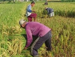 Masa Panen Padi di Kalurahan Madurejo Prambanan Sleman DIY Telah Tiba.