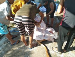 Penyembelihan Sapi Dan Kambing Di Desa Denggungan