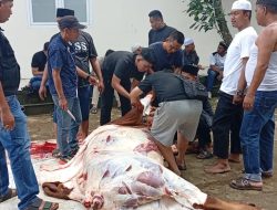 Harimau Sumatra Bersatu Gelar Kurban dan Bagikan 600 Paket Daging di Palembang