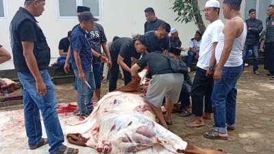 Harimau Sumatra Bersatu Gelar Kurban dan Bagikan 600 Paket Daging di Palembang