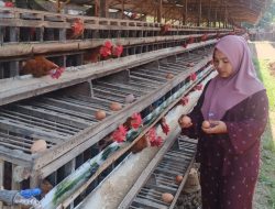 Yang Langka Bukan Pakan “Tapi Duit” Curahan Hati Peternak Ayam Tanah Datar