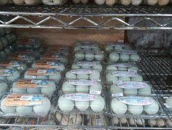 Produk Lokal Jambi : Telur Asin Matang * AMINAH * Masuk Minimarket Modern