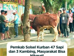 Pemkab Solsel Kurban 47 Sapi dan 3 Kambing, Masyarakat Bisa Nikmati