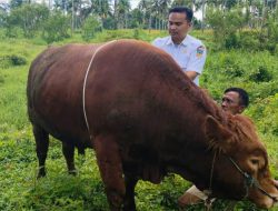 Sapi Simental 882 Kilogram Hadiah Kurban dari Presiden RI Untuk Solsel