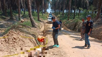 Polres Musi Banyuasin Usut Tuntas Penemuan Jenazah Pria di Perkebunan Sawit PT Hindoli